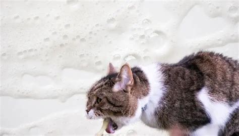 cat throwing up white foam